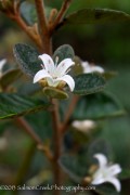 <i>Correa alba (Bronze Select)</i>