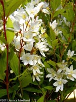 <i>Deutzia gracillis</i> ‘Nikko’