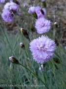 Dianthus Gloriosa