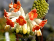 <i>Edgeworthia chrysantha</i> ‘Akebono’