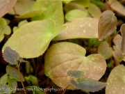 <i>Epimedium</i> x <i>youngianum</i> ‘Niveum’
