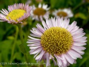 <i>Erigeron glaucus</i> ‘Ron’s Pink’