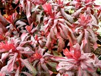 Euphorbia amygaloides Ruby Glow