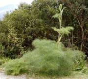 <i>Ferula communis</i>