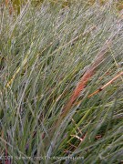 <i>Festuca idahoensis</i> ‘Stony Creek’