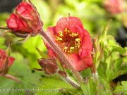 <i>Geum</i> x ‘Flames of Passion’