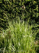 <i>Gladiolus papilio</i>