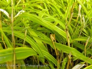 <i>Hakonechloa macra</i> ‘Albo Striata’