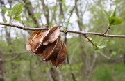 <i>Halesia tetraptera</i>