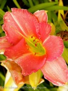 <i>Hemerocallis</i> ‘Speak of Angels’