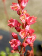 <i>Heuchera pulchella</i> ‘Raspberry Regal’