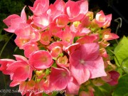 <i>Hydrangea macrophylla</i> ‘Enziandom’