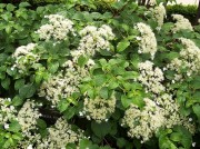 <i>Hydrangea anomala ssp petiolaris</i>