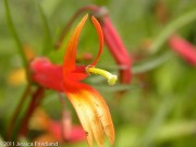 <i>Lobelia laxiflora</i>