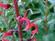 <i>Lobelia tupa</i>