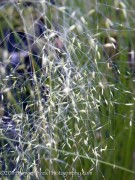 <i>Muhlenbergia capillaris</i> ‘White Cloud’