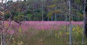 <i>Muhlenbergia capillaris</i>