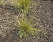 <i>Muhlenbergia dubia</i>