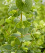 <i>Origanum</i> ‘Kent Beauty’