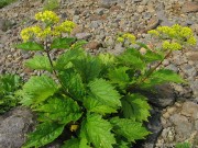 <i>Patrinia gibbosa</i>