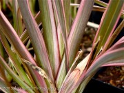 <i>Phormium</i> ‘Pink Stripe’