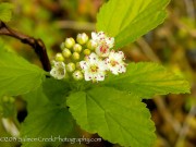 <i>Physocarpus opulifolius</i> ‘Dart’s Gold’