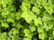 <i>Ribes sanguineum</i> ‘King Edward VII’