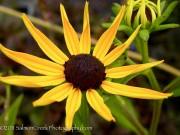 <i>Rudbeckia fulgida</i> ‘Swiss Gold’