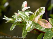 <i>Salix integra</i> ‘Hakuro Nishiki’