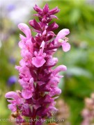 <i>Salvia nemorosa</i> ‘Rosenwein’