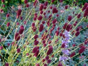 <i>Sanguisorba officinalis</i>