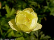 <i>Trollius</i> x <i>x cultorum</i> ‘Cheddar’