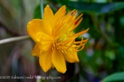 <i>Trollius chinensis</i> ‘Golden Queen’