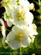 <i>Verbascum phoeniceum</i> ‘Flush of White’