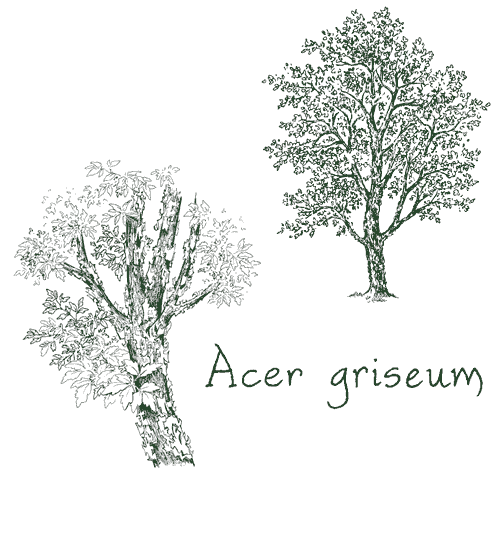 Acer griseum