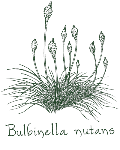 Bulbinella nutans