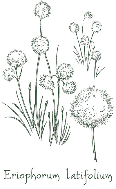 Eriophorum latifolium