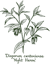 <i>Disporum longistylum</i> ‘Night Heron’