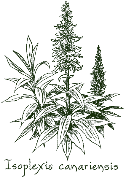 Isoplexis canariensis