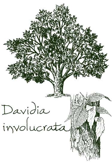 Davidia involucrata