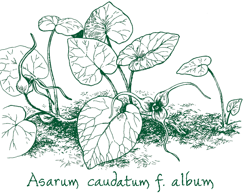 Asarum caudatum f. album