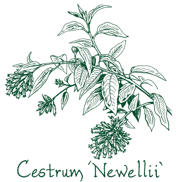 Cestrum ‘Newellii’