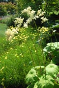 <i>Astilboides tabularis</i>