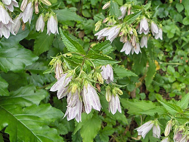 Campanula takesimana