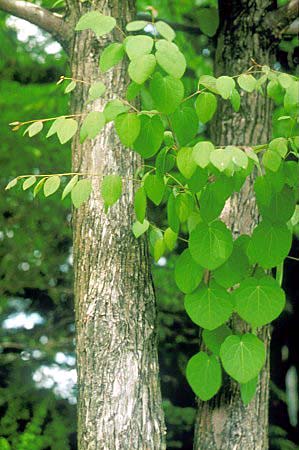 Cercidiphyllum japonicum