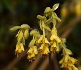 <i>Corylopsis pauciflora</i>