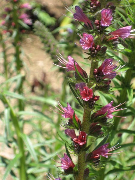 Echium russicum