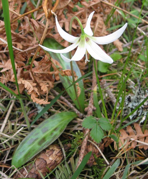 Erythronium oregonum