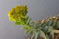 Euphorbia myrsinites