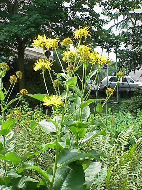 Inula magnifica